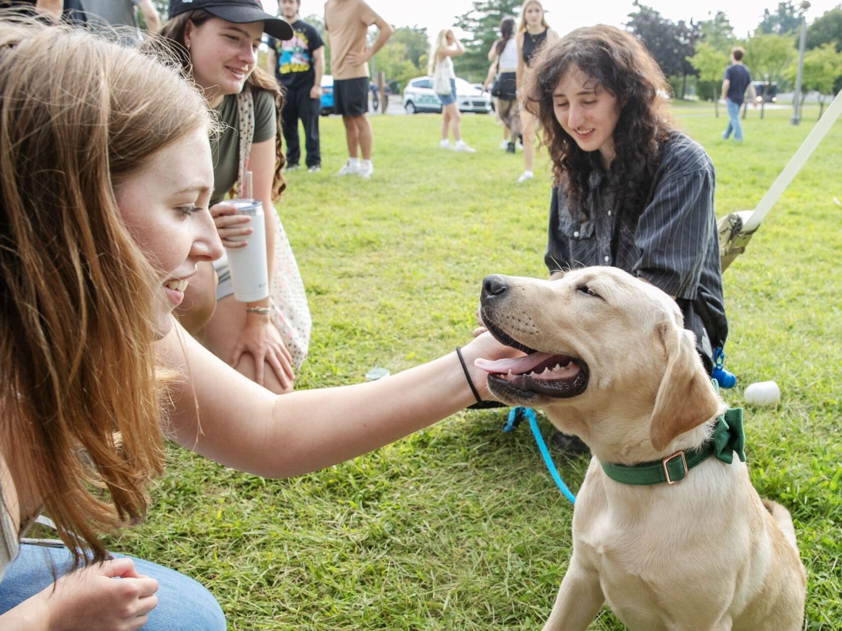 Students pet a lab puppy wearing a green bowtie.